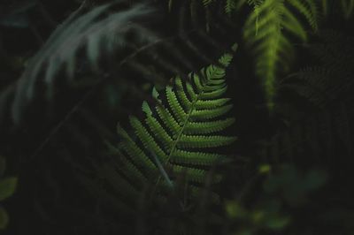 Fern leaves forest Oahu, Hawaii. poster print