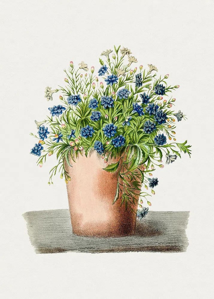 Hand drawn garden lobelia pot. poster detail