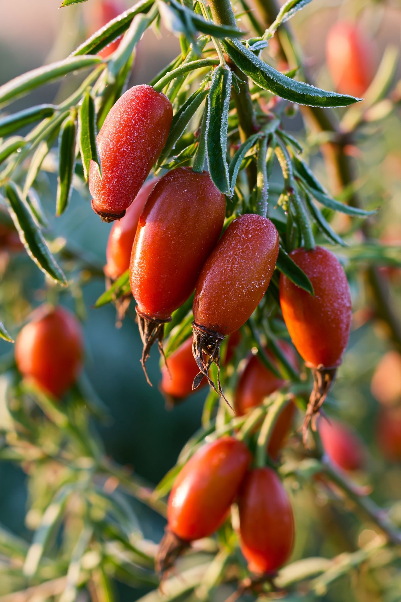 Frosted Rose Hips Botanical Print. poster detail