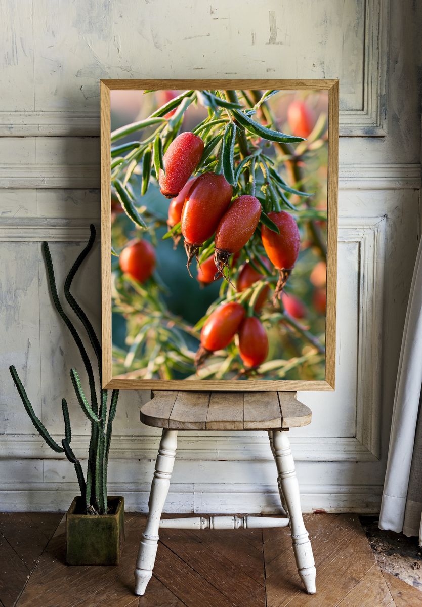 Frosted Rose Hips Botanical Print. — room view 1