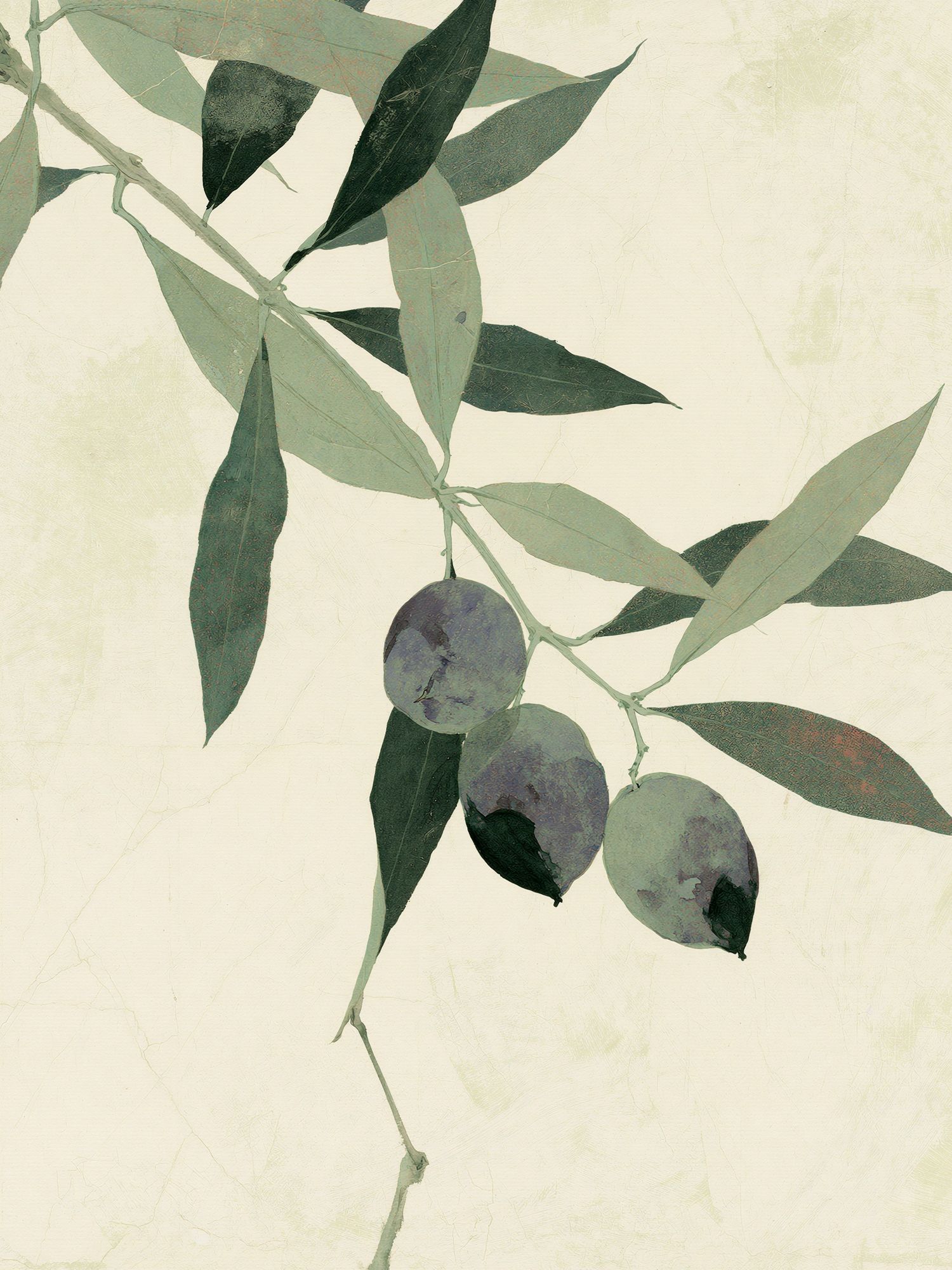 Olive Branch Botanical Print. poster — botanical art