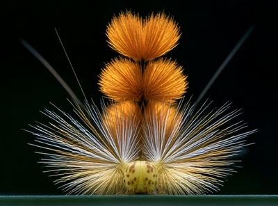 Orange Thistle Macro Photography Poster. poster