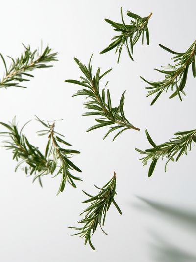 Rosemary Sprigs Botanical Print. poster