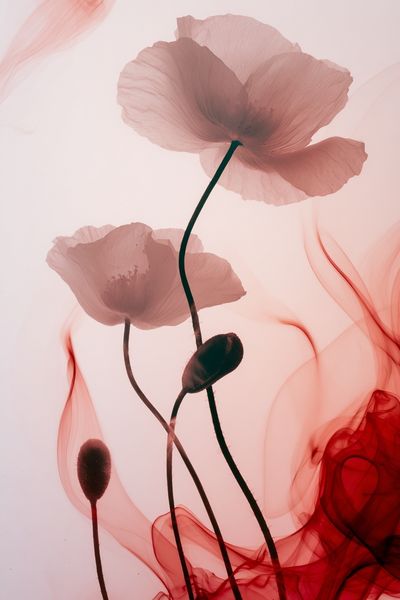 Pink Poppy Smoke Botanical Print. poster