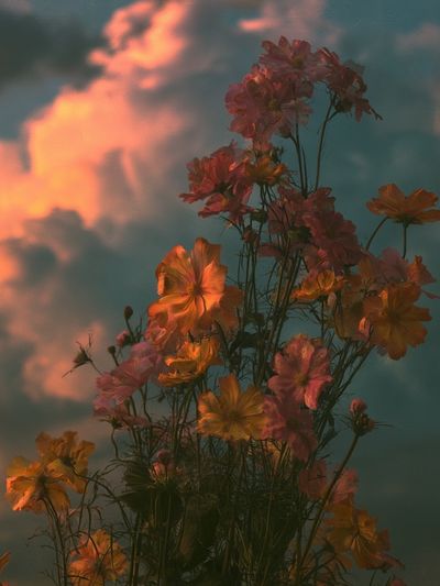 Sunset Cosmos Bloom Poster.