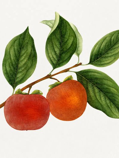 Vintage persimmon twig. Original U.S. poster print