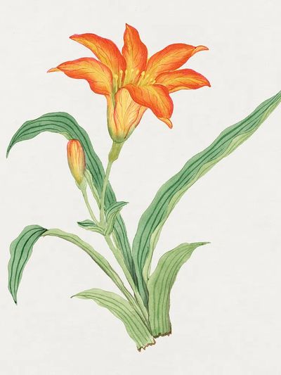 Sunflower Botanical Print. poster