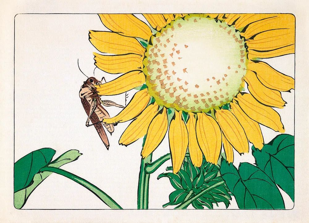 Sunflower and Grasshopper Illustration Poster. poster detail