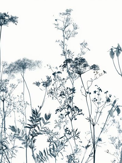 Wild Meadow Botanical Print.