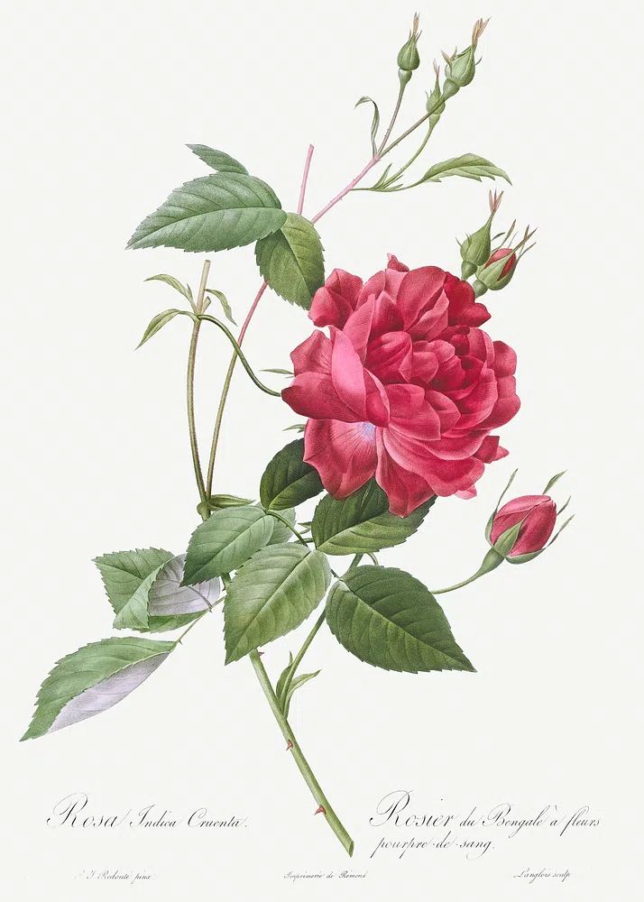 Blood-Red Bengal Rose, Rosa indica. poster detail
