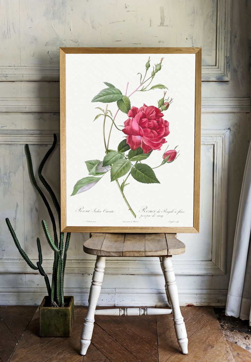 Blood-Red Bengal Rose, Rosa indica. — room view 1