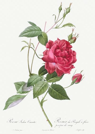 Blood-Red Bengal Rose, Rosa indica. poster print