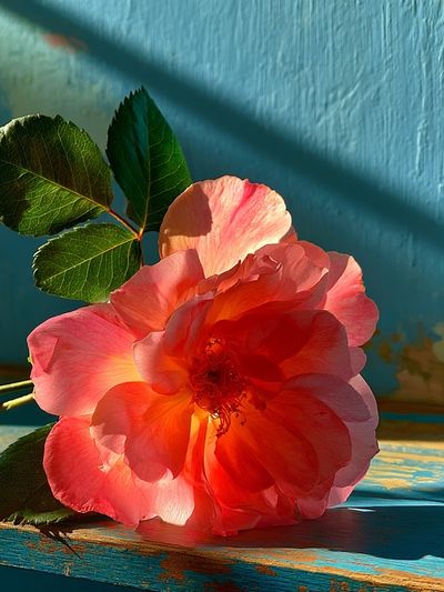 Pink Rose Botanical Print.