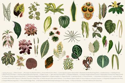 Collection leaves found Shirley Hibberd. poster print