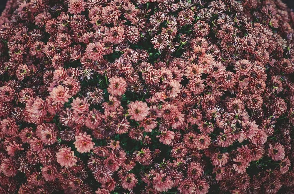 overhead shot bed dark pink. poster — botanical art