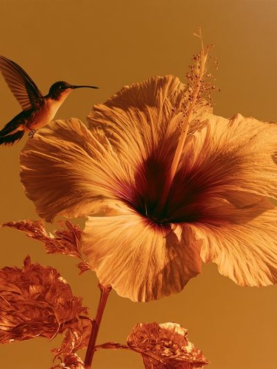 Hummingbird Hibiscus Botanical Print. poster