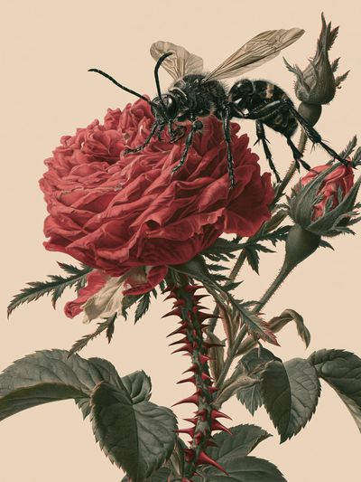 Bee on Rose Botanical Print. poster print