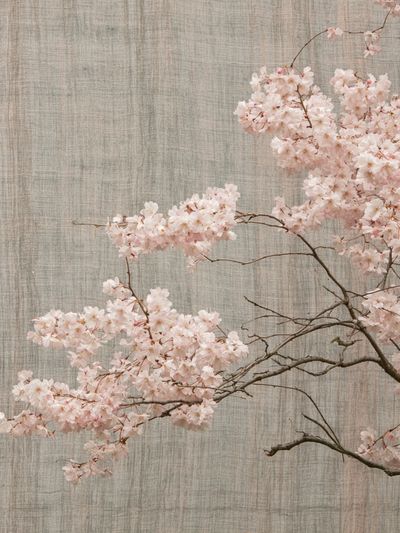 Cherry Blossom Branch Print. poster
