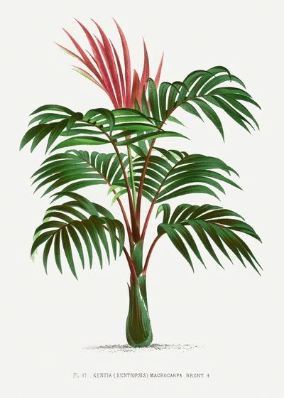 Vintage palm tree illustration. Digitally.