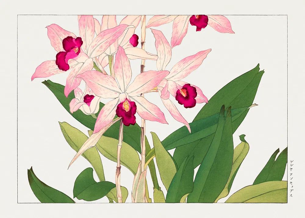 Orchid Blossoms — Botanical Print. poster — botanical art