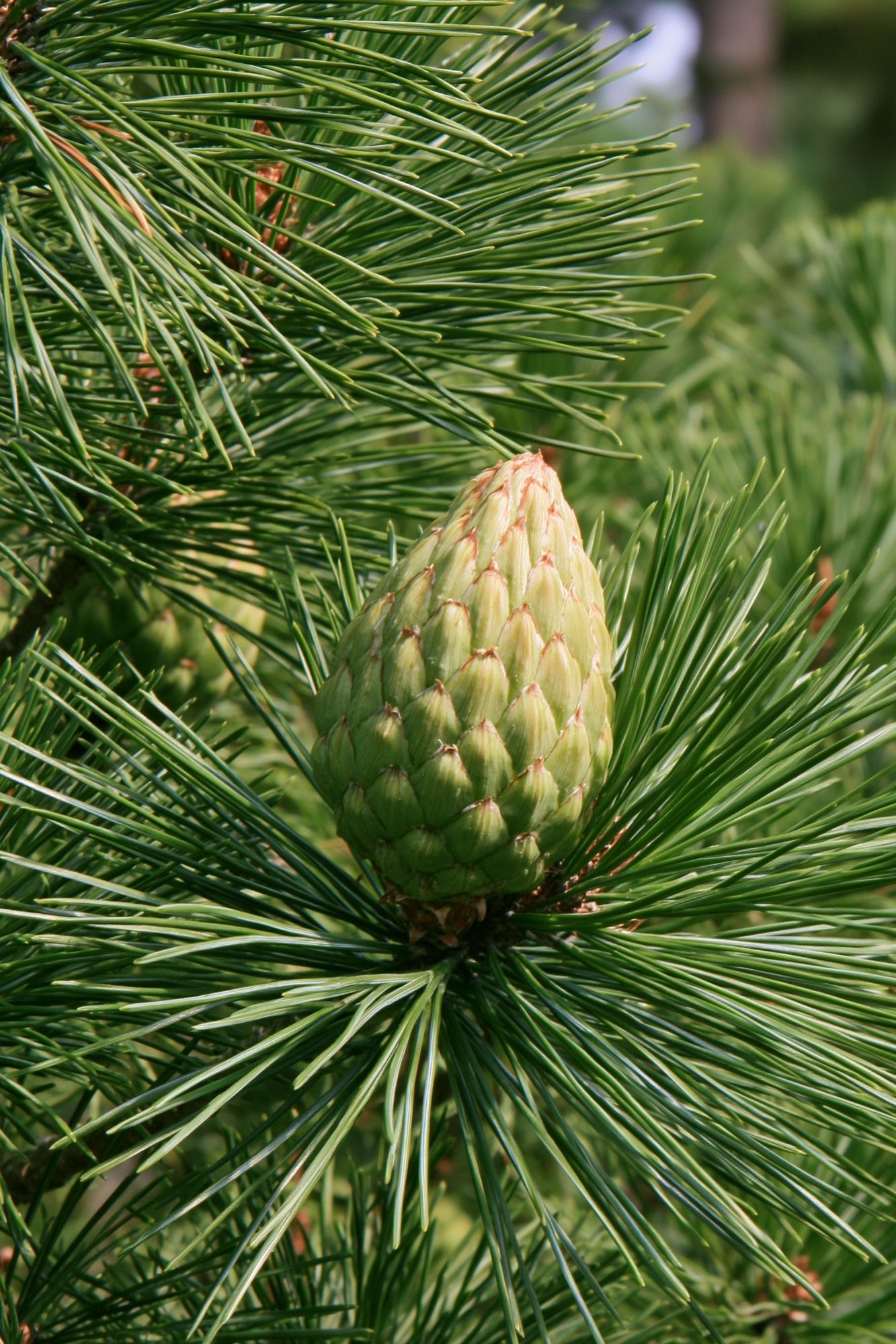 Pine Cone Close-Up Nature Print. poster detail