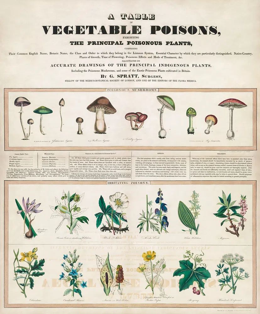 Poisonous mushrooms: Irritating poisons (1840–1850). poster detail