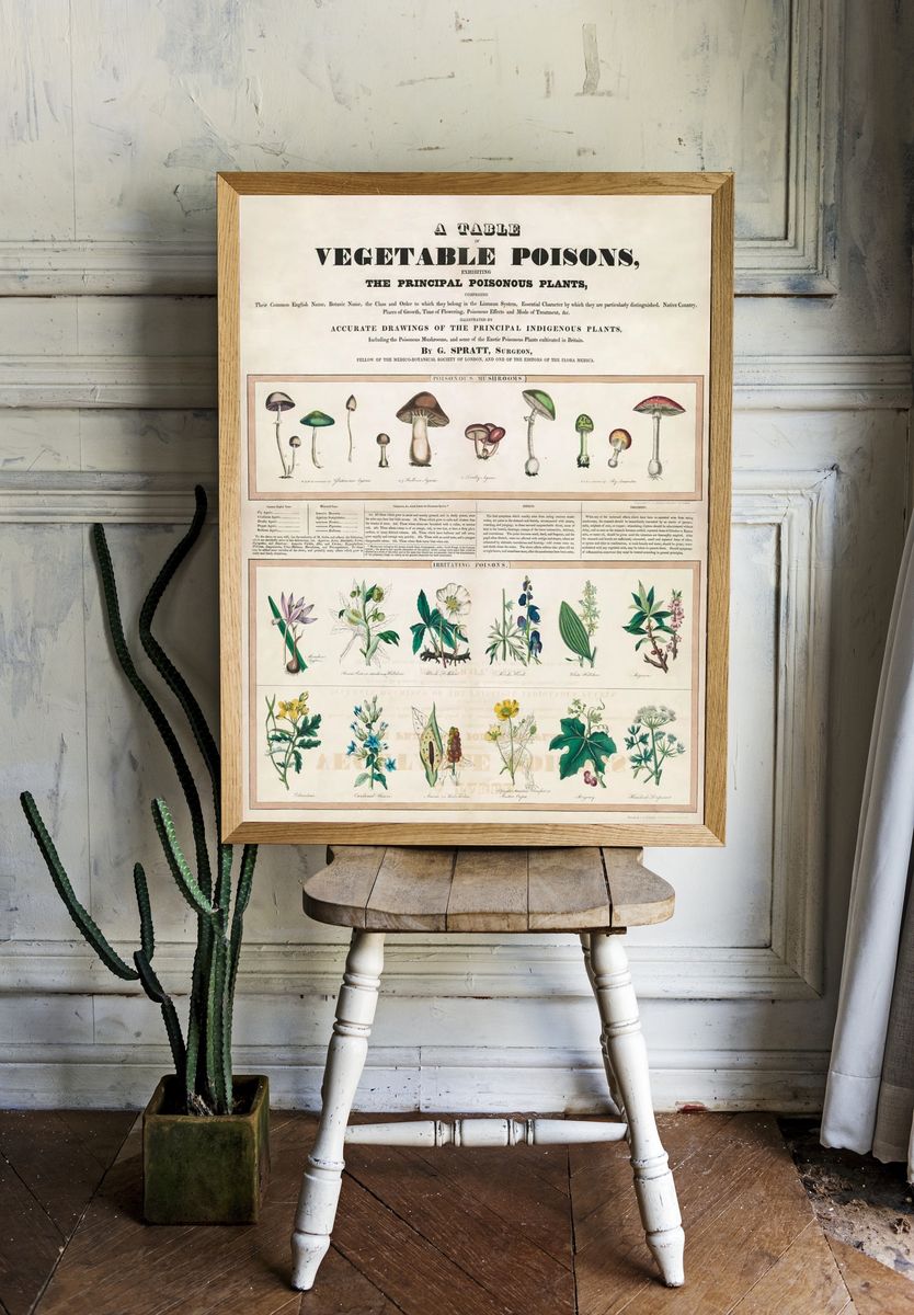 Poisonous mushrooms: Irritating poisons (1840–1850) room preview