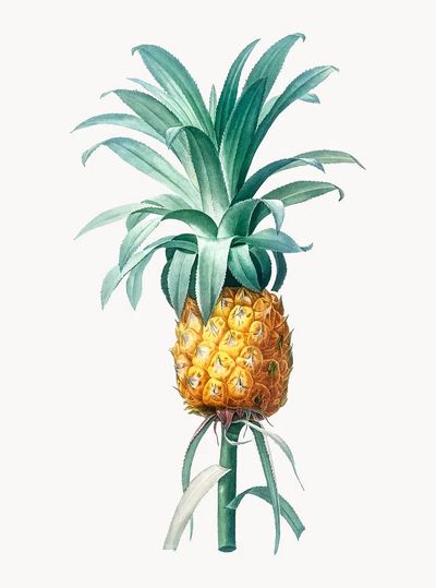 Vintage Illustration of Pineapple. poster print