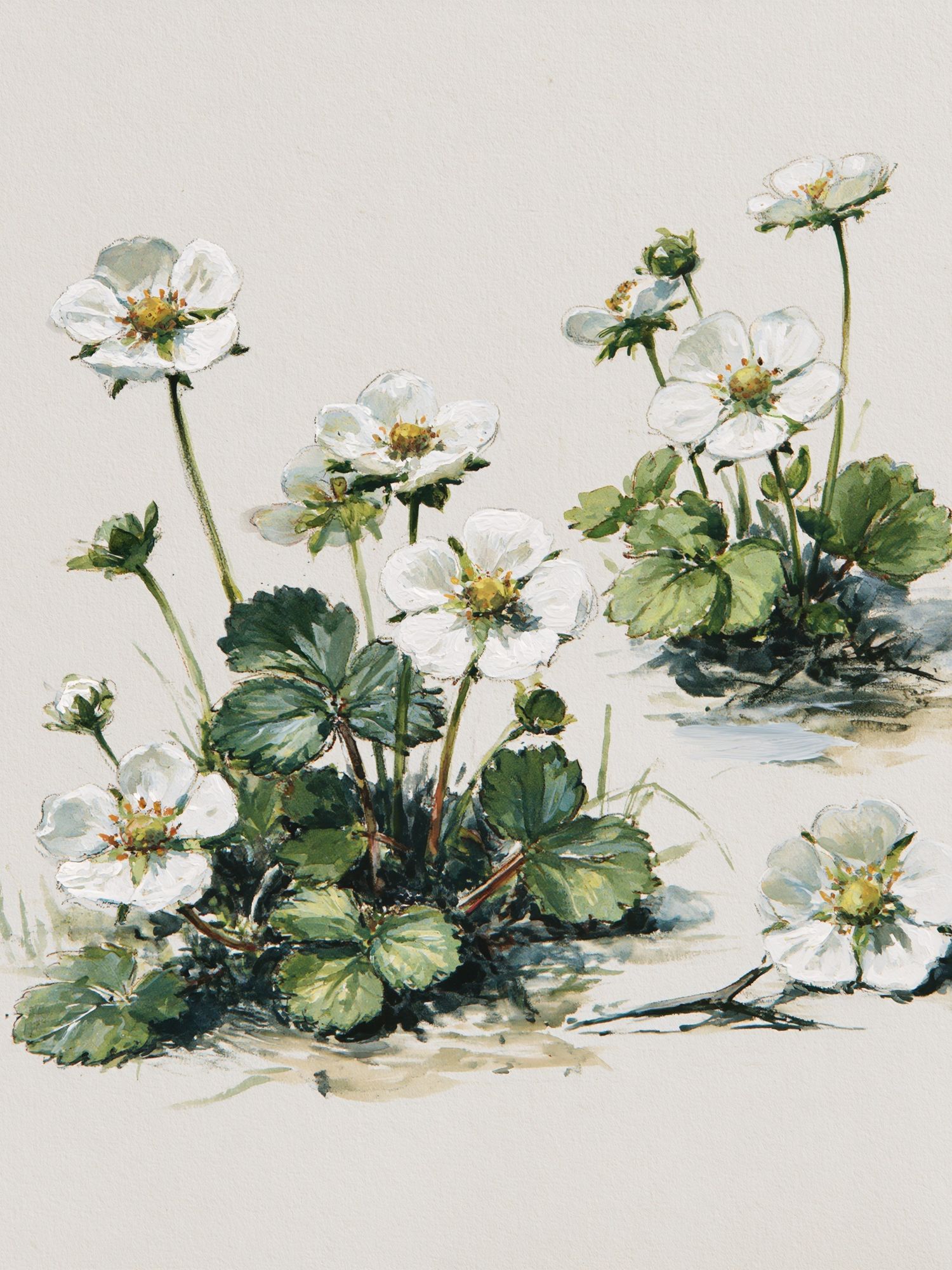 Wild Strawberry Blossom Watercolor Print. poster — botanical art