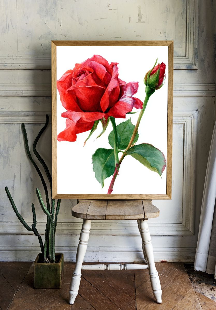 Red Rose Watercolor Poster. — room view 1