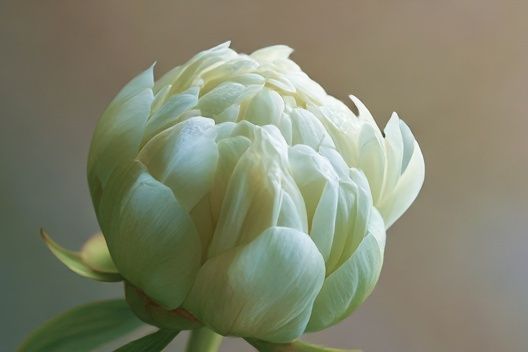 Pale Peony Bloom Photography Poster. poster detail