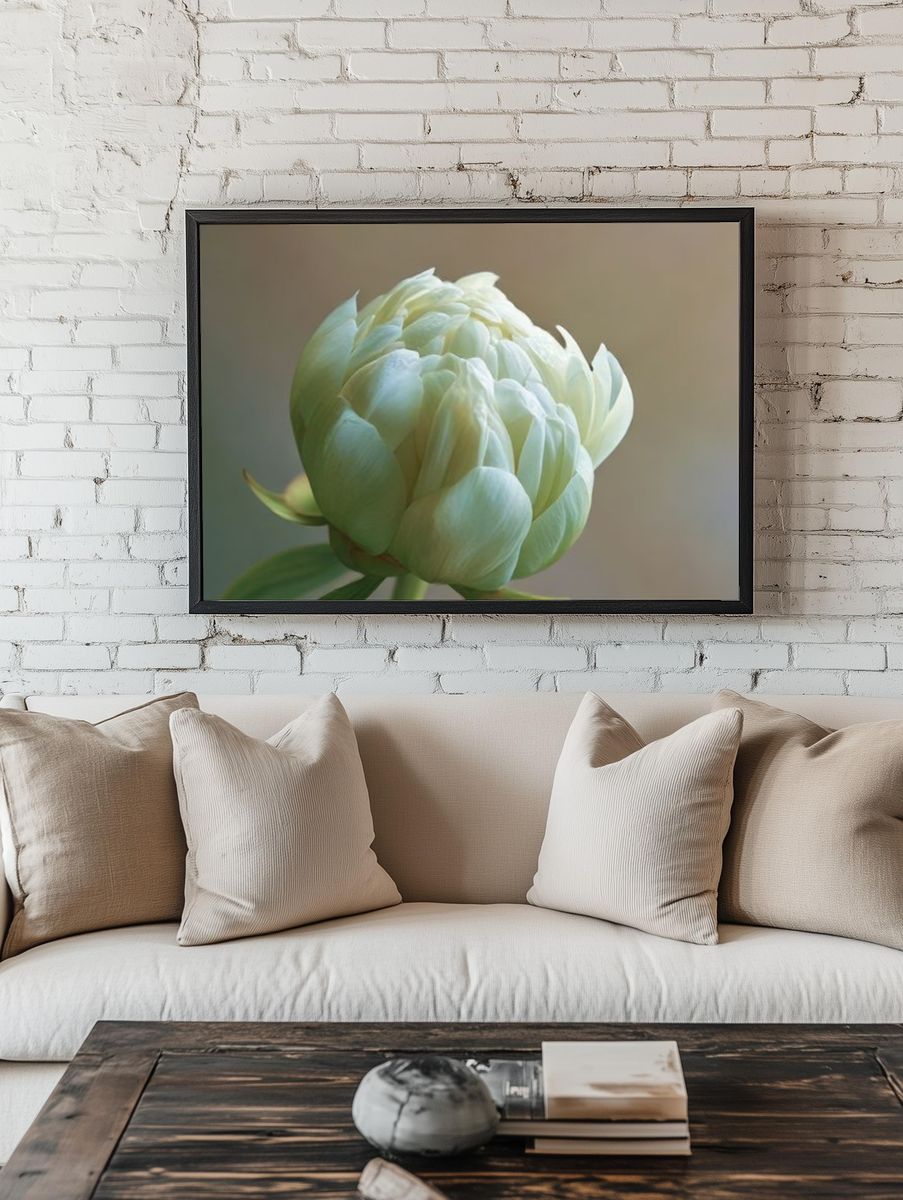 Pale Peony Bloom Photography Poster. room preview