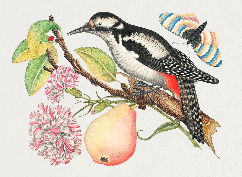 18th century illustration bird perched. poster detail