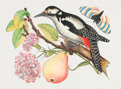18th century illustration bird perched. poster