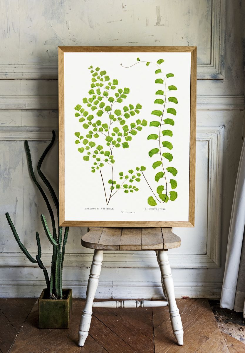 Adiantum Assimile A. Lunulatum Ferns: room preview