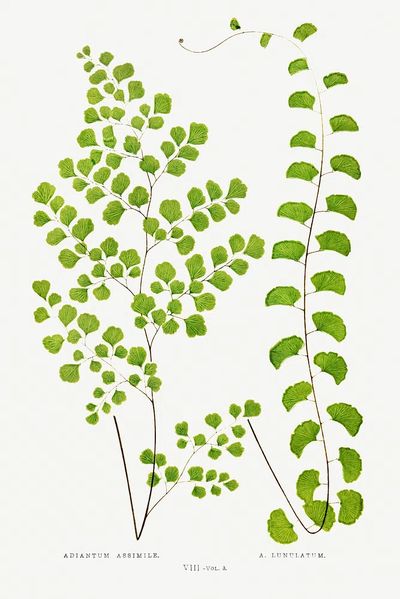Adiantum Assimile A. Lunulatum Ferns. poster print