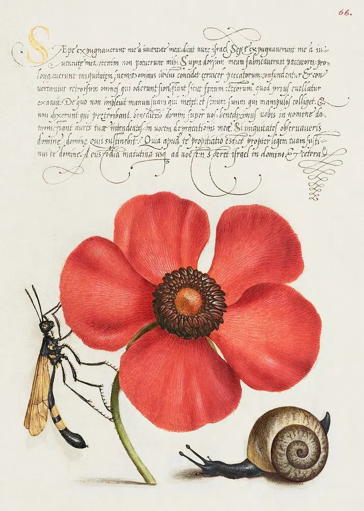 Terrestrial Mollusk, Poppy Anemone, Crane. poster detail
