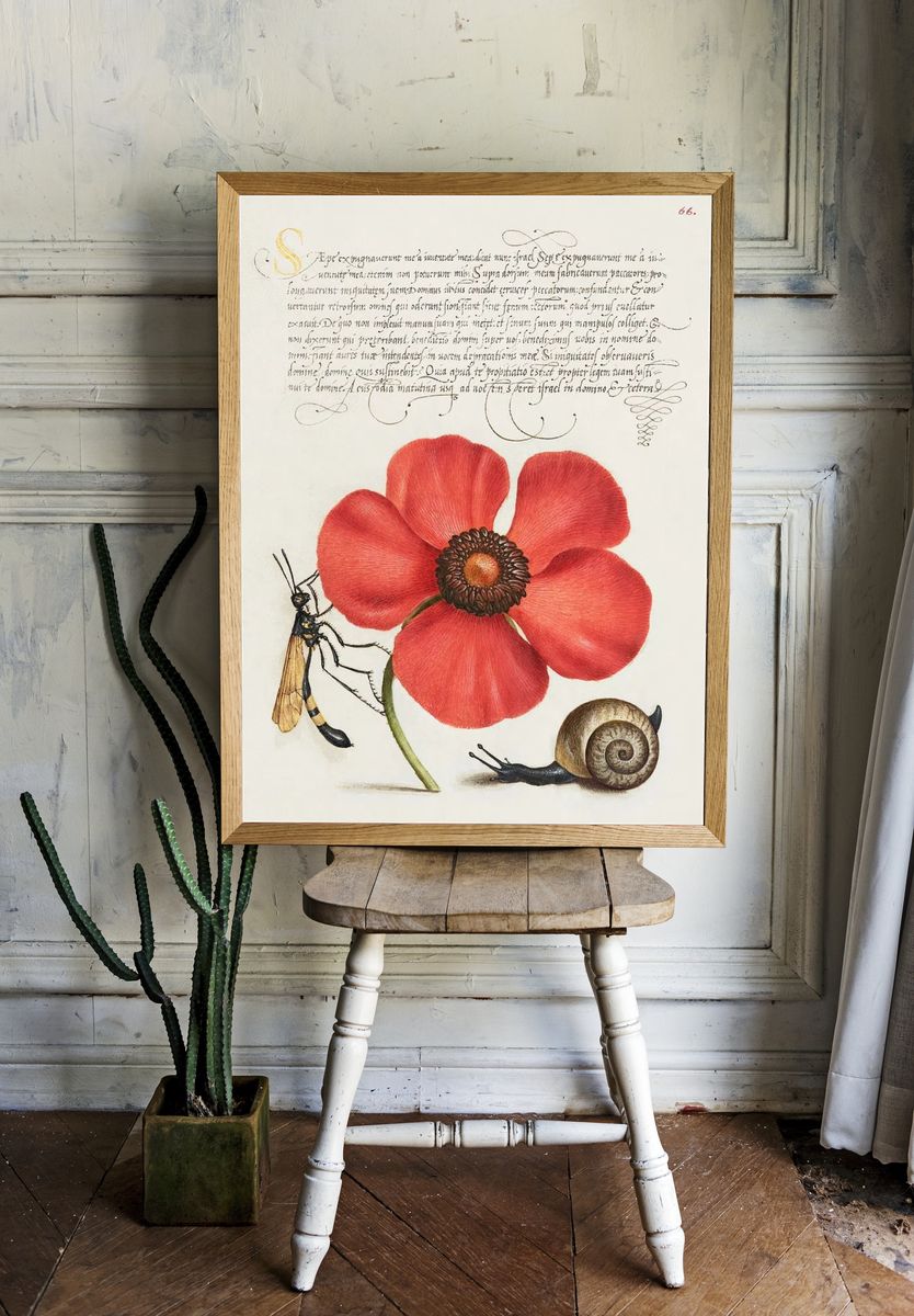 Terrestrial Mollusk, Poppy Anemone, Crane room preview