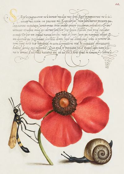 Terrestrial Mollusk, Poppy Anemone, Crane. poster