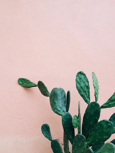 Opuntia Cactus pink wall. poster print