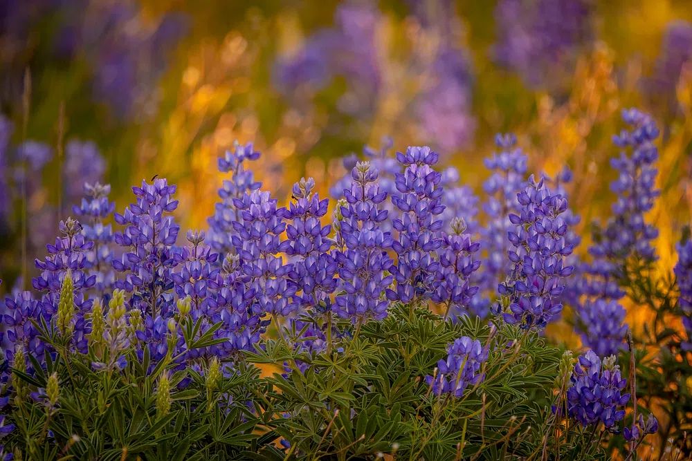 Purple Lupine Meadow Nature Print. poster — botanical art