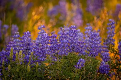 Purple Lupine Meadow Nature Print. poster print
