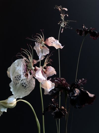 Dark Floral Still Life Photography Poster.