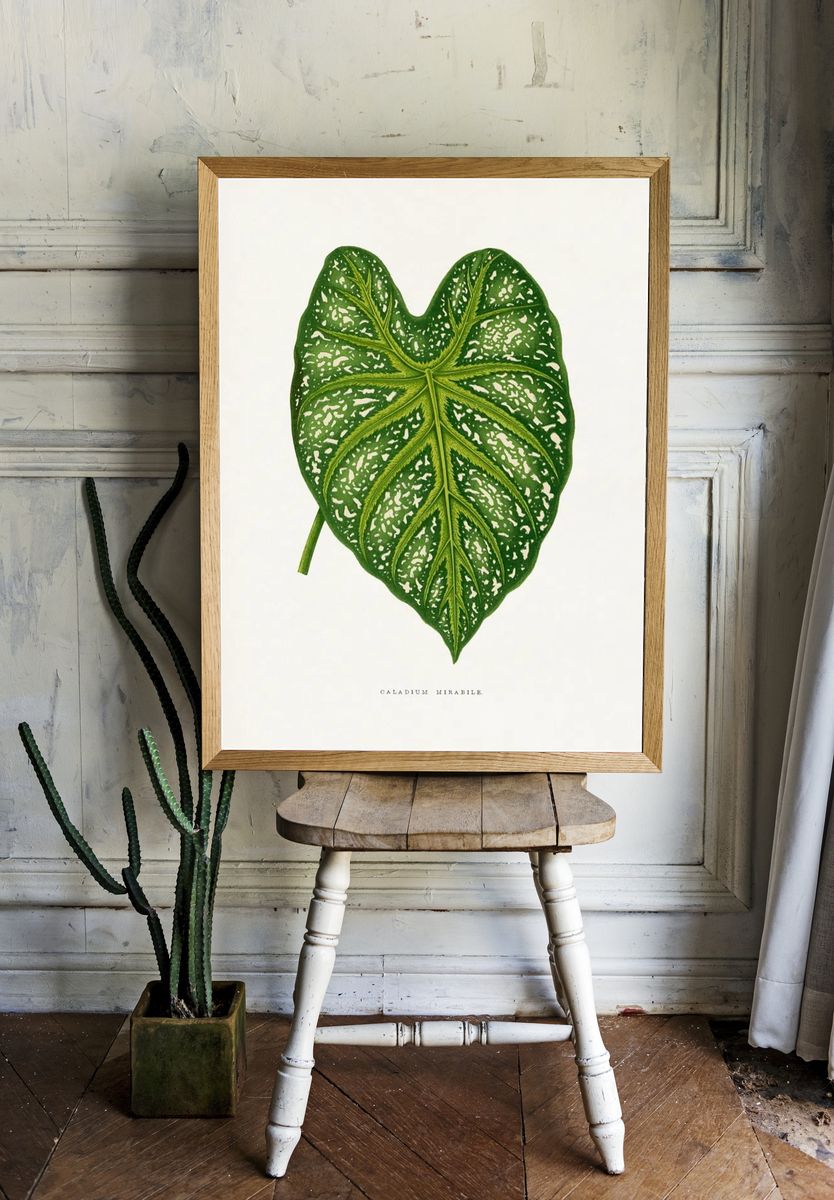 Green Caladium Mirabile leaf illustration. room preview
