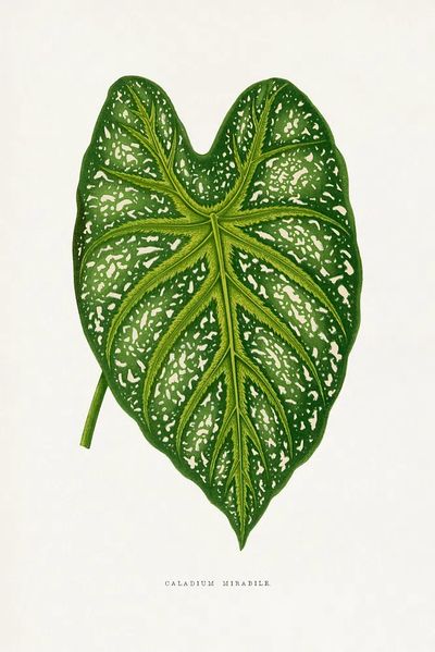 Green Caladium Mirabile leaf illustration. poster print