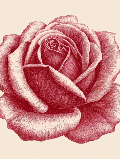 Red Rose Botanical Print.