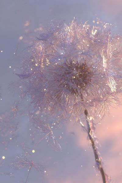 Dreamy Dandelion Photography Poster. poster print