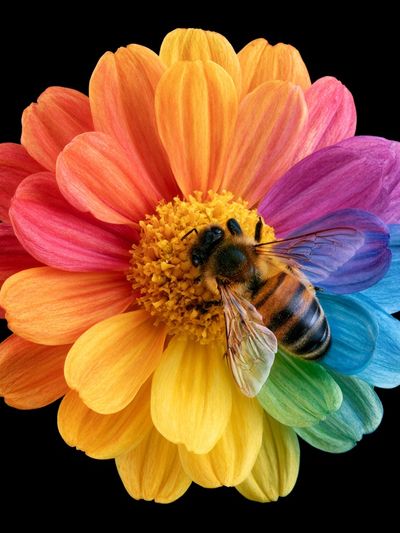Rainbow Flower Bee Botanical Print.