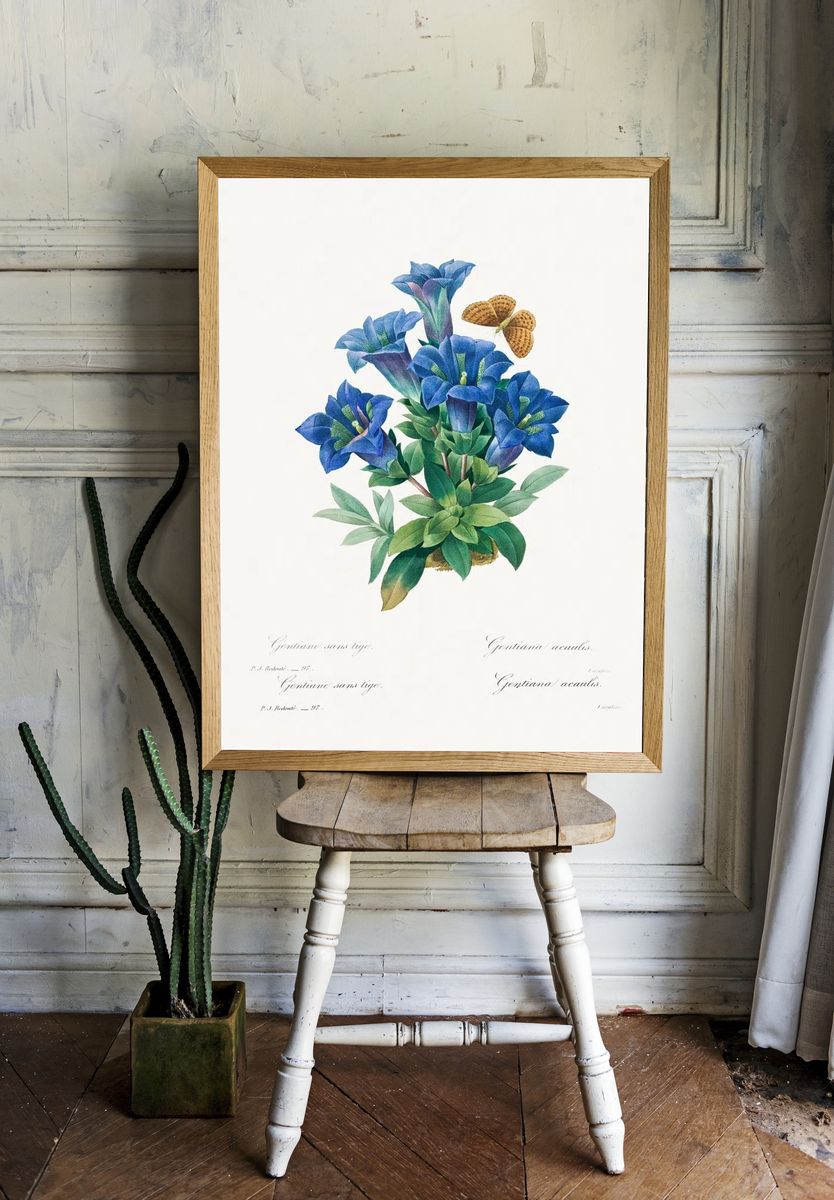 Gentiana Acaulis Pierre-Joseph Redouté (1759–1840). room preview