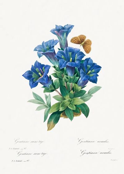 Gentiana Acaulis Pierre-Joseph Redouté (1759–1840). poster print
